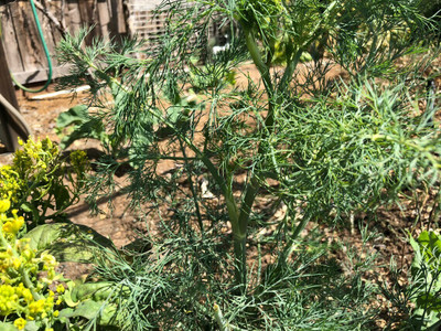 Quentova Superdukat Dill/Soya Herb seeds-NDIR-5P Seed(300 per packet)