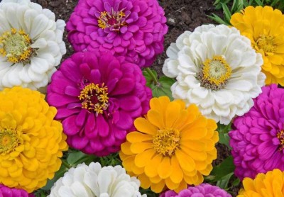 UGRA Mardi Gras Zinnia Mix Seed(20 per packet)