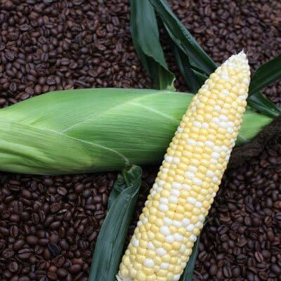 WILLVINE ROX -XII F1 Hybrid Navin Corn -[100g] Seed(400 per packet)
