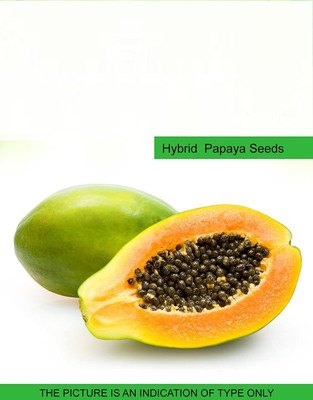 CYBEXIS Hybrid Papaya400 Seeds Seed(400 per packet)