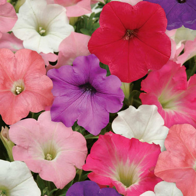 Biosnyg Petunia Formula Mix[100 Seeds] Seed(100 per packet)