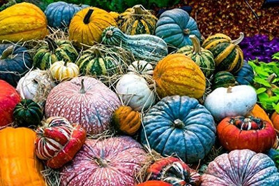 Qualtivate PUAS-1A Pumpkin Seed Mix Squash Gourd Mix Seed(50 per packet)