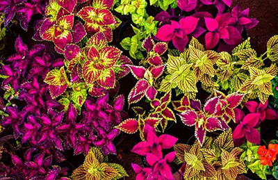 KANAYA Coleus Rainbow Mixed Seed(60 per packet)