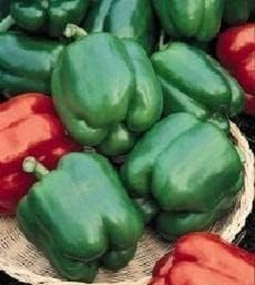 KNESSiN Organic Yolo Wonder Capsicum Seeds For Kitchen Gardening-(400 Seeds) Seed(400 per packet)