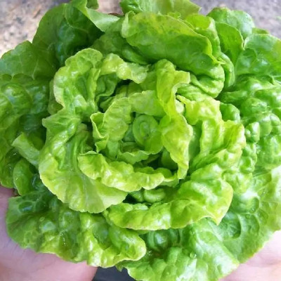 VIATION Green Lettuce Seed(50 per packet)