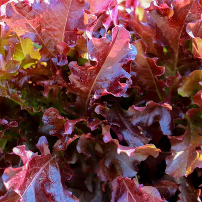 Qualtivate RES-6A Lettuce Red Oakleaf Seed(300 per packet)