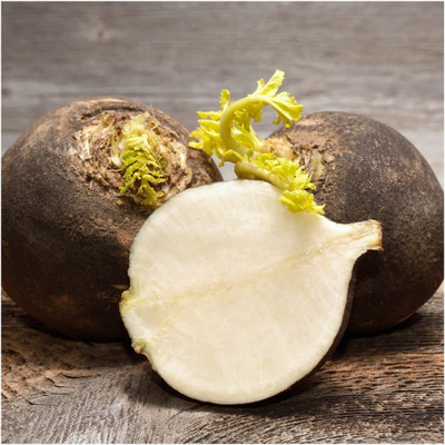 CYBEXIS PAU-28 - Black Spanish Radish - (2250 Seeds) Seed(2250 per packet)