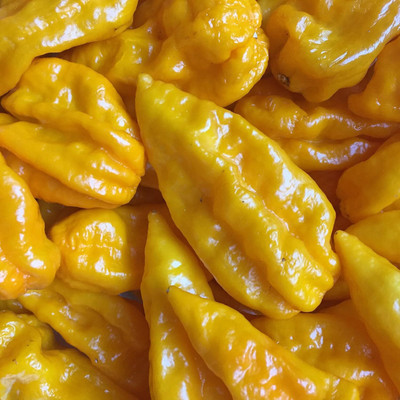 Qualtivate HYB-4A Bhut Jolokia (Yellow)Chilli Seed(300 per packet)