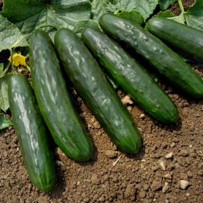 Avysa Cucumber Intimidator F1 Seed-CuC_1867 Seed(1000 per packet)