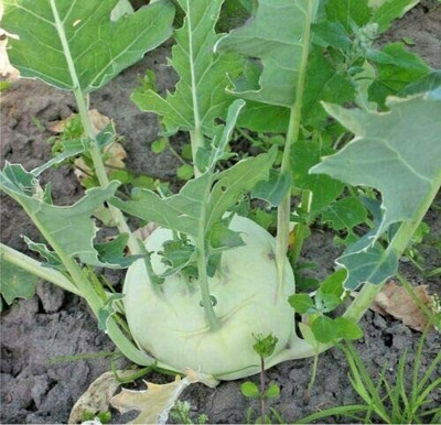 CYBEXIS Seeds of Vegetable Kohl Rabi,Knol Khol2000 Seeds Seed(2000 per packet)
