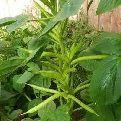 Aywal Gwar Fali/Cluster Beans Seed(40 per packet)