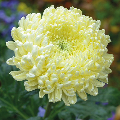 Liance CHRYSANTHEMUM CREAMIST WHITE Seed(100 per packet)