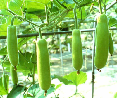 the green dotcom Organic galaxy bottle gourd vegetable hybrid seeds 1-packet Seed(105 per packet)