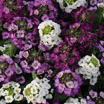 Aywal Alyssum Red Flower Seed(90 per packet)