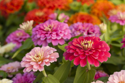 ibains Zinnia double mix seed Seed(25 per packet)