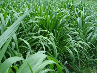 SRIJANU Mali Makhan grass Seed(500 per packet)