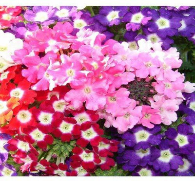 ACCELCROP Verbena Mix Seed(58 per packet)