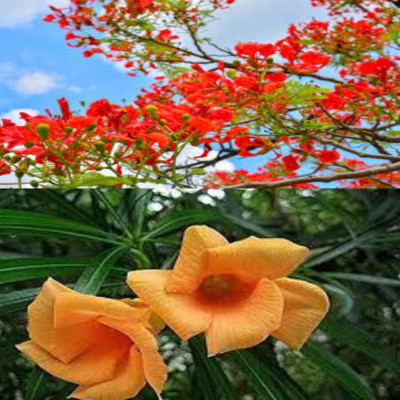 Garden Basket Hubb Kaner & Gulmohar Seeds – Beautiful Ornamental & Shade Trees 93 pcs each Seed(186 per packet)