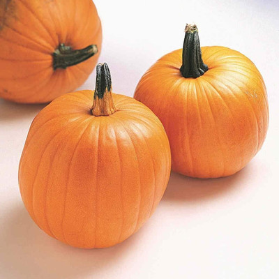 KNESSiN DLH-85 Pumpkin Jack O Lantern Seed(50 per packet)