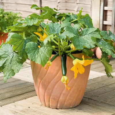 Aywal F1 Hybrid Zucchini Green Seed(40 per packet)