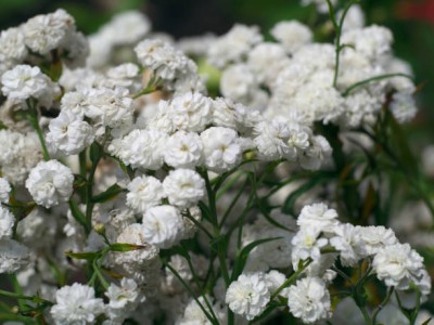 MAA gypsophila flower Seed(25 per packet)