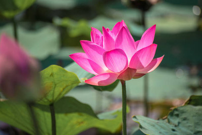 RDK lotus,kamal gatta Seed(11 per packet)