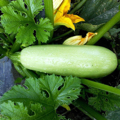 KNESSiN Zucchini Marrow Squash Seed(100 per packet)