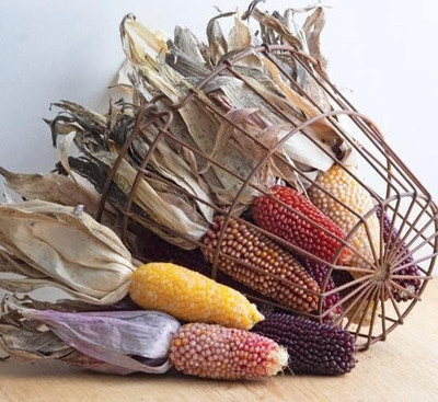WILLVINE KGF -II Strawberry Delite Mix Corn-[500g] Seed(2000 per packet)