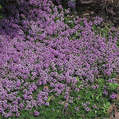 Qualtivate XLR-200 Creeping Thyme Seeds(Thymus serpyllum) Seed(200 per packet)