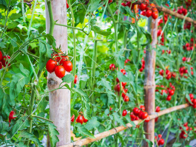 clause tomato Seed(135 per packet)