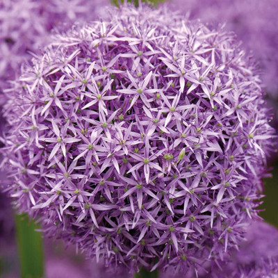 KNESSiN Easy to Grow Large Ornamental Onion Vegetable Seeds For Gardening-(300 Seeds) Seed(300 per packet)
