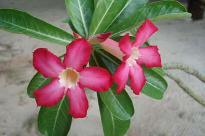 Qualtivate VXI-380 Adenium obesum - The Desert Rose Seed(30 per packet)