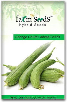 VibeX Hybrid Sponge Gourd Garima[10 Gms, 50 Seeds] Seed(50 per packet)