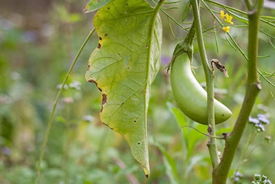 Aro Brinjal Green Long, Brinjal, Eggplant Seed(70 per packet)