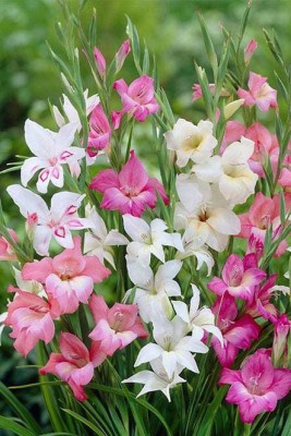 Elite Green Gladiolus Flower Bulbs Seed(15 per packet)