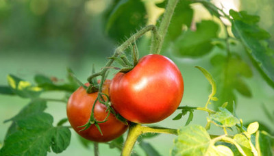 VEERAVI tomato Seed(55 per packet)
