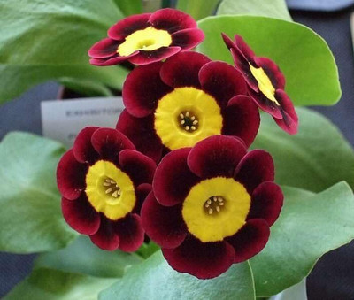 CRGO HIBISCUS , GUDHAL Seed(45 per packet)
