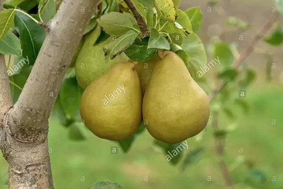 Aro Pear Seed(43 per packet)