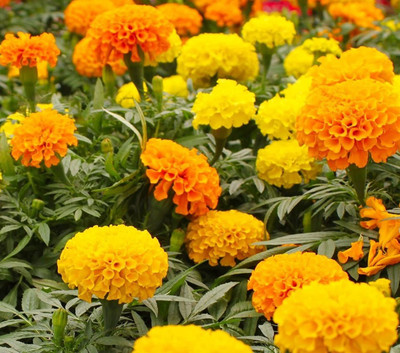 VibeX VXI-70 - Marigold - Crackerjack Mix - (750 Seeds) Seed(750 per packet)
