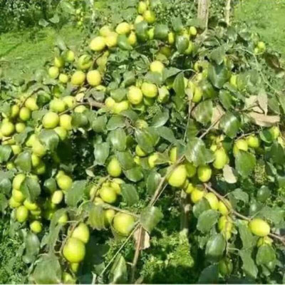 Aywal Apple Hybrid Fruit Seed(13 per packet)
