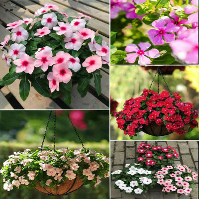 Aywal Vinca Sadabahar Mix F1 Hybrid Flower Seed(40 per packet)
