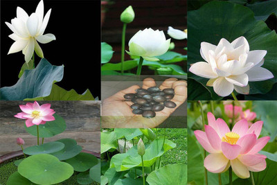 CYBEXIS LX-13 - Aquatic Plants Bowl Lotus - (270 Seeds) Seed(270 per packet)