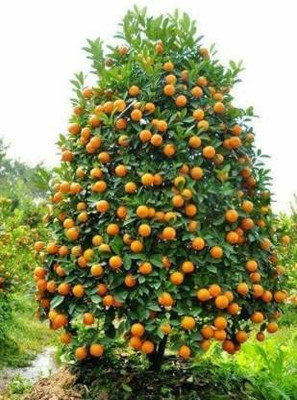 Sarika Lemon Plant(Hybrid, Pack of 1)