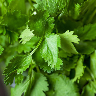 CYBEXIS Annual Coriander Seeds for Planting2800 Seeds Seed(2800 per packet)