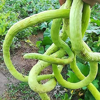 Cloud Farm Kakdi Long Melon Cucumber Seeds-SD-200-D3 Seed(200 per packet)