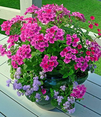 AMAJIT Verbena flower Seeds,Verbena plant Seeds,Vervain Garden flower Seeds Seed(22 per packet)