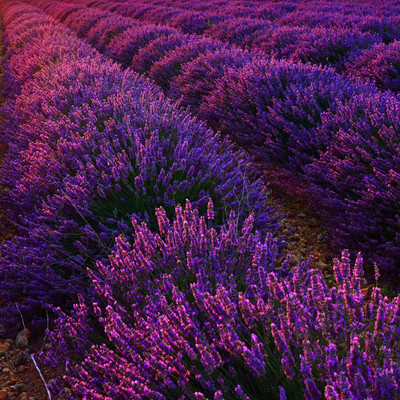 MOOFGA Lavender 'Grosso' Seed(150 per packet)