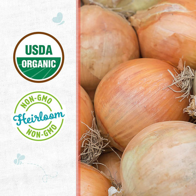 Biosnyg Organic Yellow Spanish Onion Vegetable Seeds For Gardening-(3000 Seeds) Seed(3000 per packet)