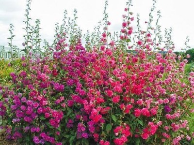 Mozette Clarkia elegans double mix Seed(42 per packet)