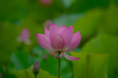 SUNWAN lotus,kamal gatta Seed(15 per packet)